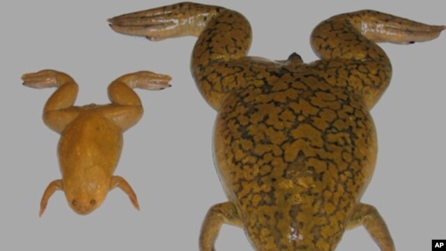 X. tropicalis (left) and X. laevis (right)