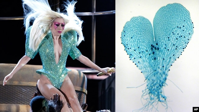 Lady Gaga (kiri) dengan kostum 'gametophyte' pada Grammy Awards 2012 (foto: dok). Botanis di Universitas Duke menamai spesies pakis baru dengan nama 'Lady Gaga'.