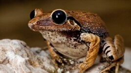 Certaines espèces de grenouilles produisent des mélanges d’antibiotiques puissants dans leurs peaux