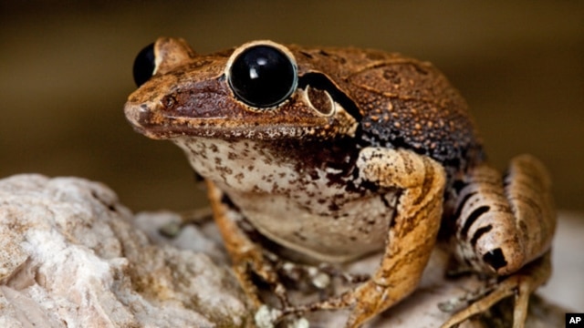 Certaines espèces de grenouilles produisent des mélanges d’antibiotiques puissants dans leurs peaux