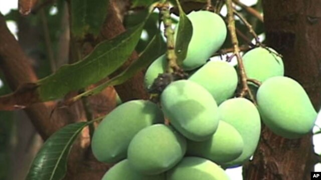 Mango pits and coconut shells can be used to generate electricity, especially in poorer regions of the world, according to a new report.
