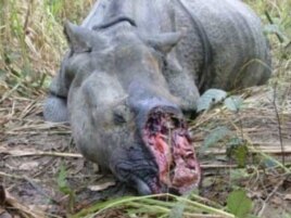 What Mander’s trying to prevent: the slaughter of Africa’s rhinos for their horns