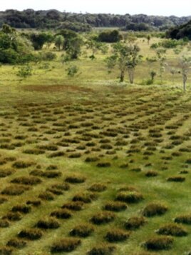 Before European settlers arrived, farmers on the rainforest savanna grew crops in raised beds, a practice which would be forgotten for 500 years.