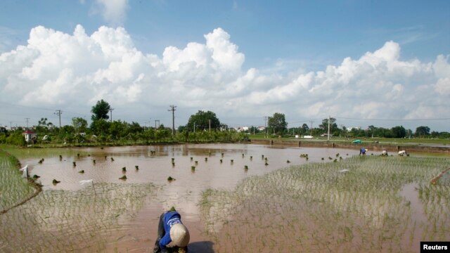 Nông dân làm việc trên ruộng lúa ngoại ô Hà Nội.