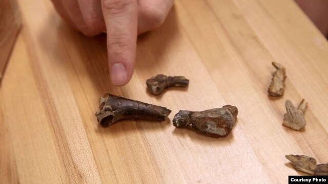 Clint Boyd, Ph.D., of the South Dakota School of Mines & Technology, points to a crocodyliform tooth embedded in the femur of a young dinosaur. (South Dakota School of Mines & Technology) 