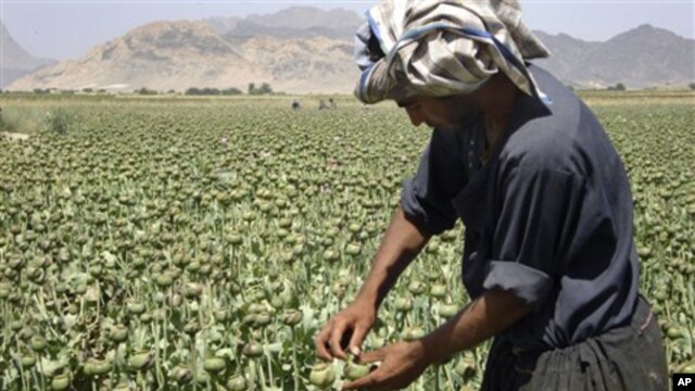 Seorang petani Afghanistan tengah memetik opium di ladangnya di wilayah Panjwai, provinsi Kandahar, selatan Kabul, Afghanistan (Foto: dok).