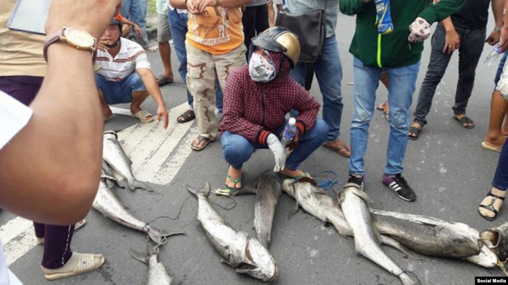 Hình ảnh trên mạng xã hội cho thấy nhiều người dân ngồi bệt giữa đường cùng với những con cá chết khá lớn, trong khi xe cộ phải đứng lại hoàn toàn. (Ảnh: Facebook Lê Nguyễn Hương Trà)