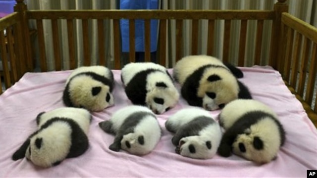 Ketujuh anak panda ini lahir tahun 2012 di Yayasan Penelitian Panda di Chengdu, Provinsi Sichuan (foto: dok). Tiongkok mengalami kesulitan mengembalikan panda-panda ini ke habitat aslinya.