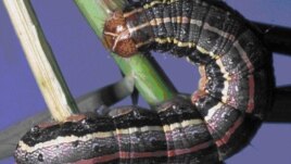 Armyworm invades Zimbabwe