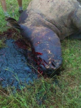 Poachers killed this rhino at South Africa’s Kariega Game Reserve last year
