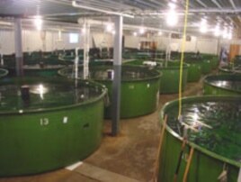 Modified Atlantic Salmon in tanks