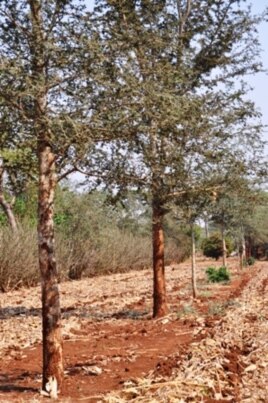 Row of Masangu trees on a farm in Zambia