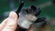 FILE - The Angolan free-tailed bat is found across much of sub-Saharan Africa. (Richard K. LaVal/Mammal Image Library of the American Society of Mammalogists)