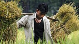 An Assamese farmer carries crops on his shoulder in a paddy field near Gauhati, India in May 2010.