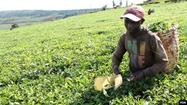 Worker uses plucking shears to pick tea, which tends to reduce quality of the finished product, Uganda, Oct. 2, 2012. (H. Heuler/VOA)