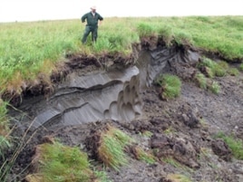 Thawing permafrost creates a formation called a thermokarst, which sends an overload of sediment and nutrients into streams in the Western Brooks Range of Alaska.