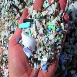 Plastic Trash in Oceans Enters Marine Food Chain
