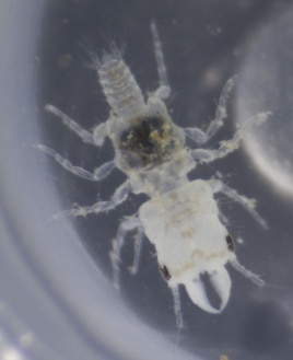 As adults, male Gnathia marleyi don’t eat, they just mate and die. (Credit: John Artim)