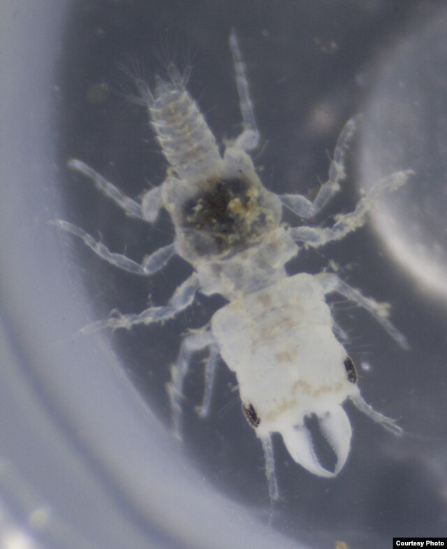 As adults, male Gnathia marleyi don’t eat, they just mate and die. (Credit: John Artim)