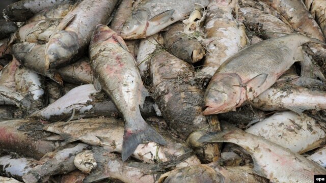 Hàng tấn cá chết kể cả các loài cá hiếm sinh sống tận vùng biển sâu ngoài khơi xa đã trôi dạt vào các bờ biển Hà Tĩnh, Quảng Trị, Quảng Bình, và Huế. Ảnh: epa/Bernd Settnik