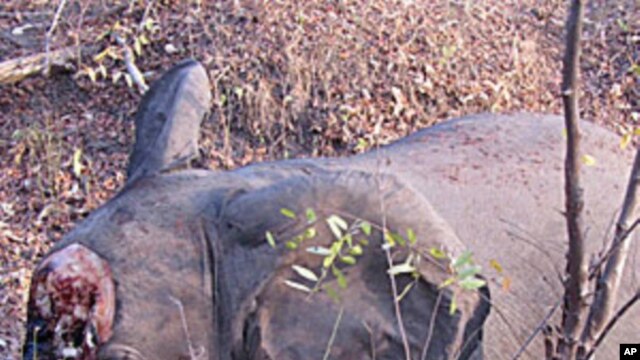 One of 200 elephants recently slaughtered in Cameroon by poachers