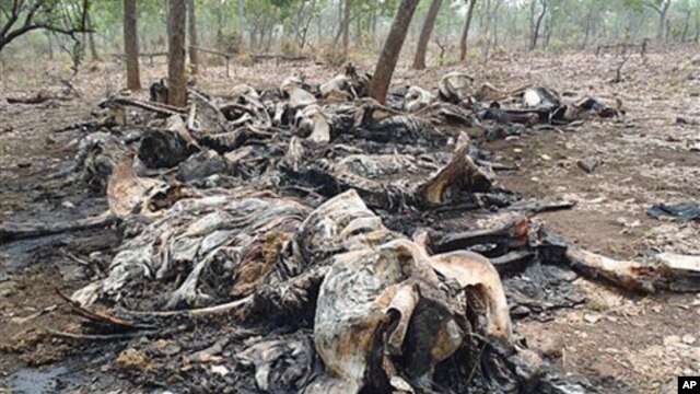 The carcasses of elephants slaughtered by poachers are seen in Boubou Ndjida National Park, Cameroon, February 2012.
