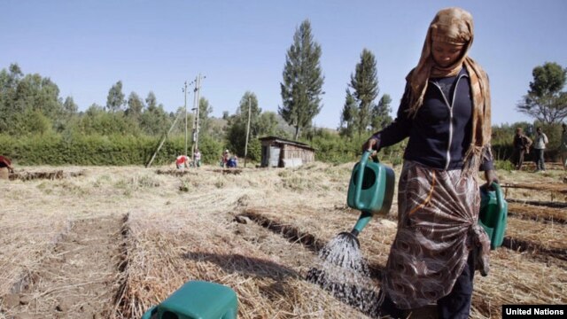 Woman waters seedlings in the Lake Tana area of Ethiopia’s Amhara Region. ©IFAD/Petterik Wiggers