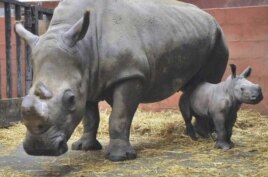 Rhinos in a zoo in France