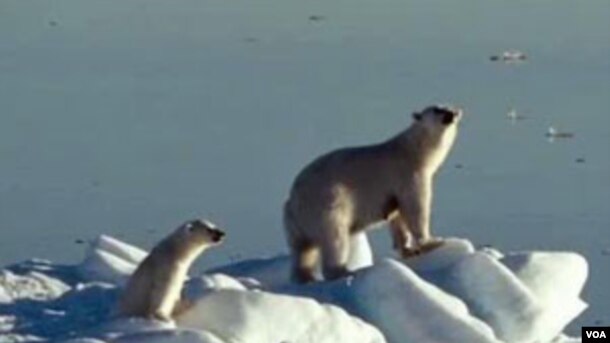 Polar bears are in trouble. Scientists say only 20,000 remain, and their long-term survival could be at risk