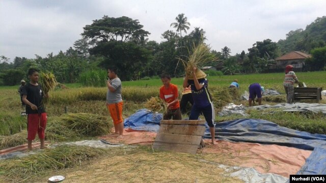 Santri Pondok Pesantren MBS membantu petani bekerja di sawah (Foto: VOA/Nurhadi)