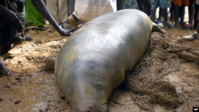 A manatee is rescued in Senegal, Nov 2010