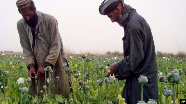 Các nông gia trên cánh đồng thuốc phiện ở Helmand, miền nam Afghanistan