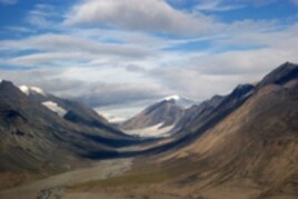 The ancient forest was discovered in a valley that today is largely barren landscape.