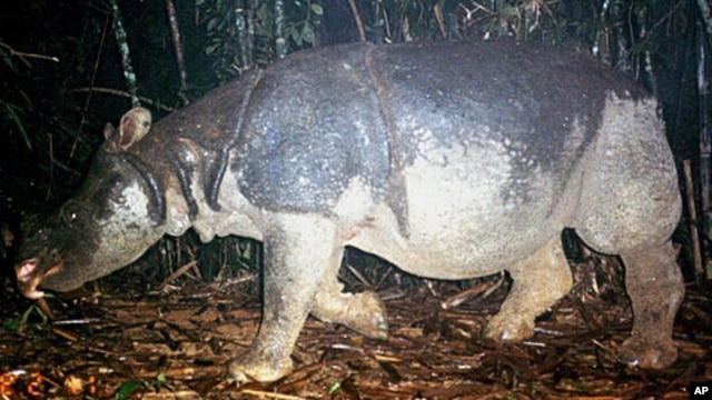 This undated  handout photo released by the WWF shows a Javan rhino inside the Nam Cat Tien park in Southern Vietnam. A critically endangered species of rhino has been poached to extinction in Vietnam, wildlife groups said on after the country's last Java