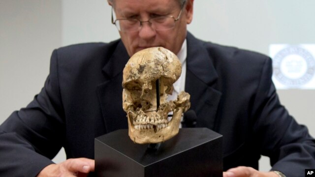 Ông Doug Owsely, trưởng ban Nhân chủng học Thể chất thuộc Bảo tàng Lịch sử Tự nhiên Quốc gia Smithsonian đang trưng bày hộp sọ của cô gái 14 tuổi 'Jane of Jamestown' trong một buổi họp báo, 1/5/2013.