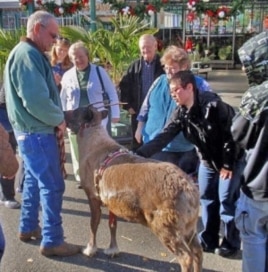 Ed Benhardt, in green jacket, instantly draws a crowd with his live reindeer.