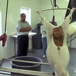 Goat meat is a hot commodity in America's booming immigrant communities.