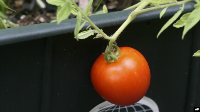 Self-watering containers, like this EarthBox, are great for space deprived gardeners