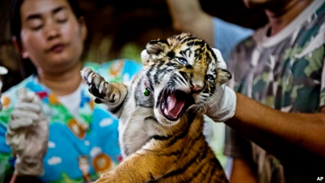 Satu dari 16 anak harimau disita dari para pedagang satwa liar. Anak harimau ini diyakini telah dipelihara di sebuah peternakan di Thailand untuk diperdagangkan ke Tiongkok (Foto: dok). 