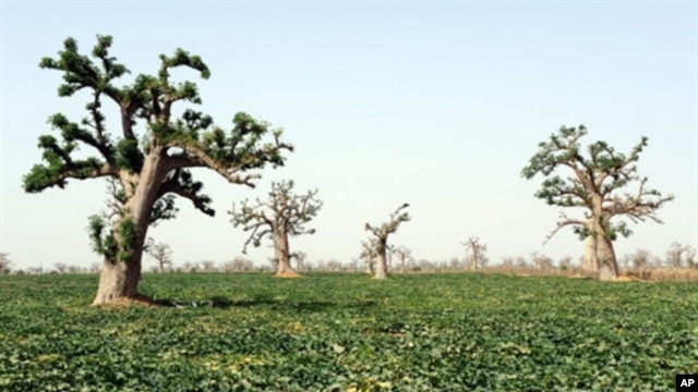 A melon field is pictured at a farm in the village of Djilakh, 80km south of Dakar, Senegal on 22 Apr 2008 (file photo)