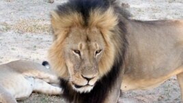 Sư tử nổi tiếng Cecil được bảo vệ và sống trong Vườn quốc gia Hwange ở Zimbabwe.