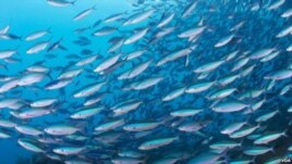 Scientists call oceans the world's most important resource. (Conservation International)