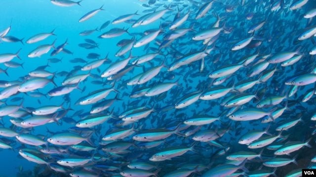 Scientists call oceans the world's most important resource. (Conservation International)
