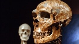 A reconstructed Neanderthal skull, right, and a modern human version at the Museum of Natural History in New York 