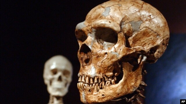 A reconstructed Neanderthal skull, right, and a modern human version at the Museum of Natural History in New York 