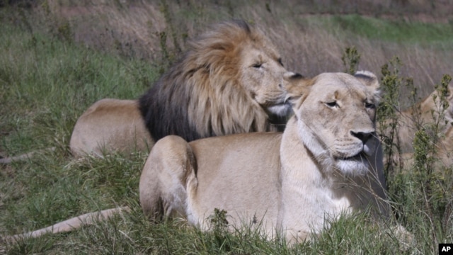 Zambia imposes temporary ban on lion and leopard hunting in certain areas.
