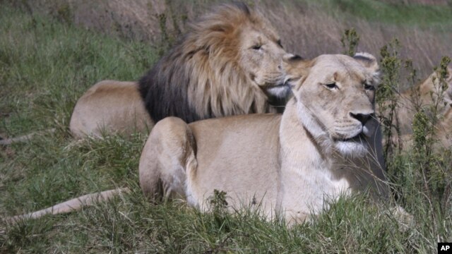 Researchers warn that the lion is rapidly losing its habitat in the savannahs of Africa.