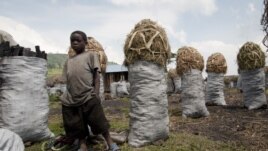 A Congolese boy at a charcoal market close to the town of Kitschoro. Charcoal is one of the main businesses in the area and many children have to work to support their families instead of going to school, the Democratic Republic of the Congo. (UNESCO/M. H