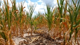 Burnt stalks lie on the ground among rows of corn damaged by drought in a parched field in Louisville, Ill. on Monday, July 16, 2012. 