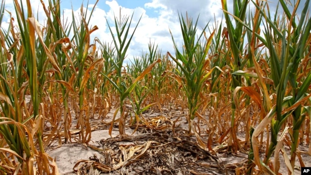 Burnt stalks lie on the ground among rows of corn damaged by drought in a parched field in Louisville, Ill. on Monday, July 16, 2012. 